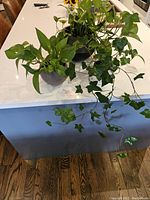 Photo showing all three small houseplants on a white countertop. Ivy trailing over the edge, other two plants with lush green leaves.