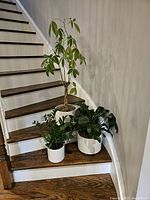 Photo showing all three plants placed on stairs with wooden steps and white risers, clearly displaying their sizes, pots, and foliage.