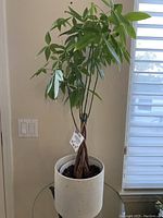 Tall green plant with braided trunks inside a beige ceramic pot, showing the overall structure and leaves.