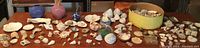 Wide view of various seashells arranged on a wooden surface with coral pieces and decor items