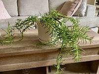 Image of a live succulent plant with trailing green stems and narrow leaves in a white ceramic pot on a wooden table.