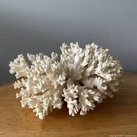 Photo showing the top and side view of the off-white coral branch with delicate branching structure and minor tip damage.