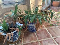 Two live indoor plants in blue and white ceramic planters sitting on tiled floor next to window. Plants have some healthy green leaves but many drying brown leaves.