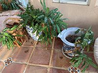 Wide view showing three blue and white decorative ceramic planters with live green leafy plants, placed on tiled floor near wall.