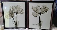 Two framed x-ray tulip art prints set against a wall, showing translucent petals and black stems.