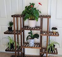 Wide view showing all six plants arranged on a wooden multi-tier plant stand: two spider plants at bottom, flamenco lily in center top, orchid center middle, cactus to left side, violet to right side.