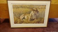 Full framed print showing the lioness lying in grass with a light colored frame and double matting around the print.
