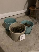Three small ceramic plant pots placed on concrete floor with dried soil and dead plant remains inside. Two aqua blue pots have scalloped edges and texture, one beige pot is plain.