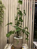 Full view of the tall green leafy house plant in a textured ceramic pot with white stones on soil surface, placed on a table.