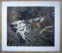 Full view of the signed limited edition print showing a female Merlin feeding three chicks in a pine tree nest.