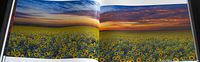 Open book displaying double-page panoramic sunflower field image at sunset.