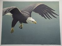 Front view of lithograph showing a bald eagle in flight against a muted green background
