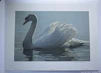 Full view of the signed and numbered limited edition print showing white mute swan on water with signature and edition number visible