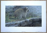 Full front view of the signed and numbered Robert Bateman print showing the raccoon in its naturalistic rocky environment.