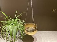 Hanging brass planter suspended by three chains and hook, shown next to a green plant for scale.