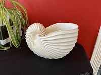 White nautilus seashell planter placed on a black surface next to a green and white leafy plant with a red background.