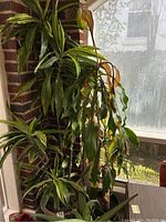 Two large Dracaena plants with long variegated leaves and one large Aloe plant with thick fleshy leaves, situated near a window. Plants show signs of wear with some browning and yellowing leaves, in two ceramic pots and one plastic pot.