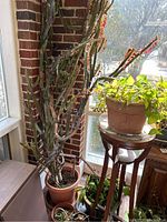 Tall Euphorbia Trigona Rubra cactus in pot next to window with other potted plants and plant stands.