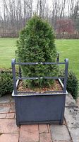 Front view of the iron planter box containing the cedar plant, showing rectangular shape and vertical bars across the front.