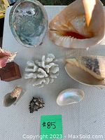 Full view of various seashells and coral on a table
