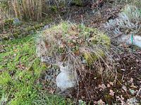 Full view of the cement bird bath in an outdoor garden setting with grass and plants growing inside the basin.