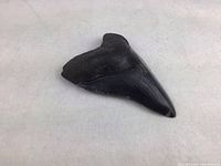 Single black fossilized Megalodon shark tooth, triangular shape with serrated edge, resting on light fabric background.