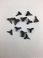 Twelve small fossil shark teeth arranged loosely on white background, showing various shapes and colors, primarily triangular and pointed with worn textures.