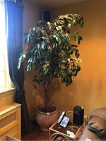 Full view of faux ficus plant standing over 7 feet tall next to window, showing its height and leaf density