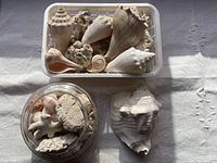 Top-down view showing a plastic tray holding various large conch shells, a glass jar containing assorted coral pieces and smaller shells, and one large prominent shell outside the containers.
