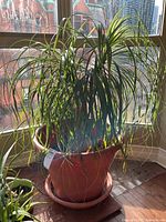 Palm tree with long green arching leaves in a terra cotta colored plastic pot near a window with city view.