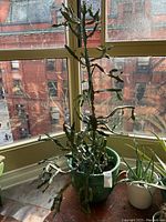 Cactus plant in green ceramic planter seen near a window with urban brick buildings outside. The cactus is tall, spindly with ridged stems.