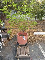 Wide view of potted lemon tree on black dolly with three wooden dollies stacked nearby.