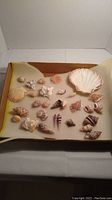 Top-down photo showing assortment of seashells arranged on a soft surface inside a cardboard box, displaying different shapes and sizes including a large white scallop shell and multiple smaller shells with varied textures and hues.