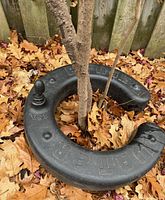 Black circular watering ring placed around a tree trunk in outdoor setting with fallen leaves. Shows some wear on the collar.