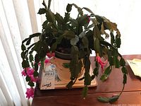 Close-up of live Christmas cactus plant showing pink flowers and green segmented leaves