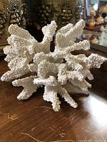 Front angled view of white coral on wooden surface with decorative brass objects in background