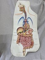 Full view of vintage anatomical digestive system chart showing organs from mouth to intestines with labels.