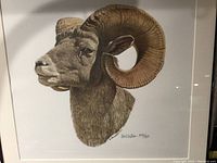 Close-up photo showing the print of the big horned sheep with artist N Wilson's signature and numbering 379/95 visible. The print is framed and matted behind glass.