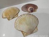 Four scallop shells shown, three in shades of beige and white, one with purple rings, displayed on a flat surface