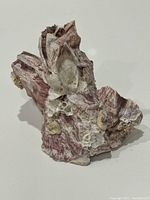 Front view of the natural barnacle cluster showing pink, purple, and white barnacles attached to shell base.