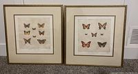 Two framed butterfly artworks displayed side by side