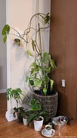 Large trailing vine plant in tall woven wicker planter surrounded by smaller potted plants including succulents and orchids in various containers.