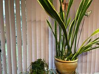 Wide view showing tall variegated snake plant in terracotta pot with saucer and smaller trailing plant in separate container at base.