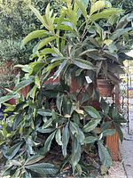Full view of juvenile loquat tree in pot showing many elongated, broad green leaves and multiple woody stems.