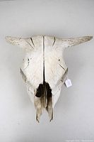 Top view of cow skull showing horns and natural cracks on surface.