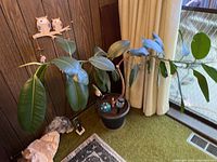 Full view of the rubber plant in black pot positioned in a corner next to a curtain and wooden paneling. The plant has multiple green leaves and some decorations around the pot.