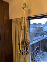 Full view of the hanging macrame plant holder with blue pot and spider plant, suspended indoors near a window and curtain.