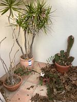 Overview of three terracotta pots on tiled floor with dry plants and soil inside, showing size and condition.