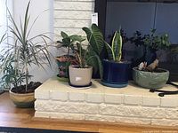 Five live potted plants arranged on white brick hearth, showing variety of pot colors and styles and plant types