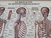 Close-up photo of the skeletal chart showing the skull and vertebrae sections with multilingual labels.